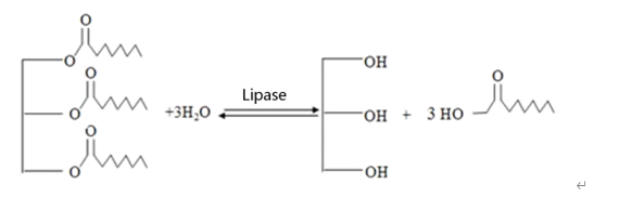 Additif de catégorie comestible de poudre d'enzymes de lipase de CAS 9001-62-1 99% 0