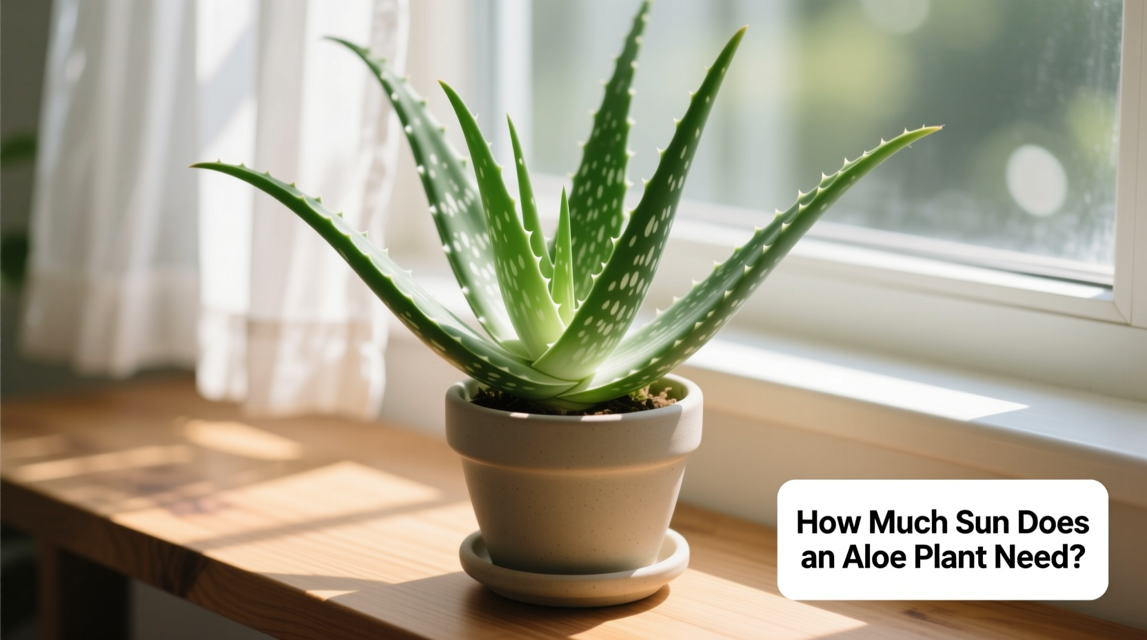 how much sun does a aloe plant need