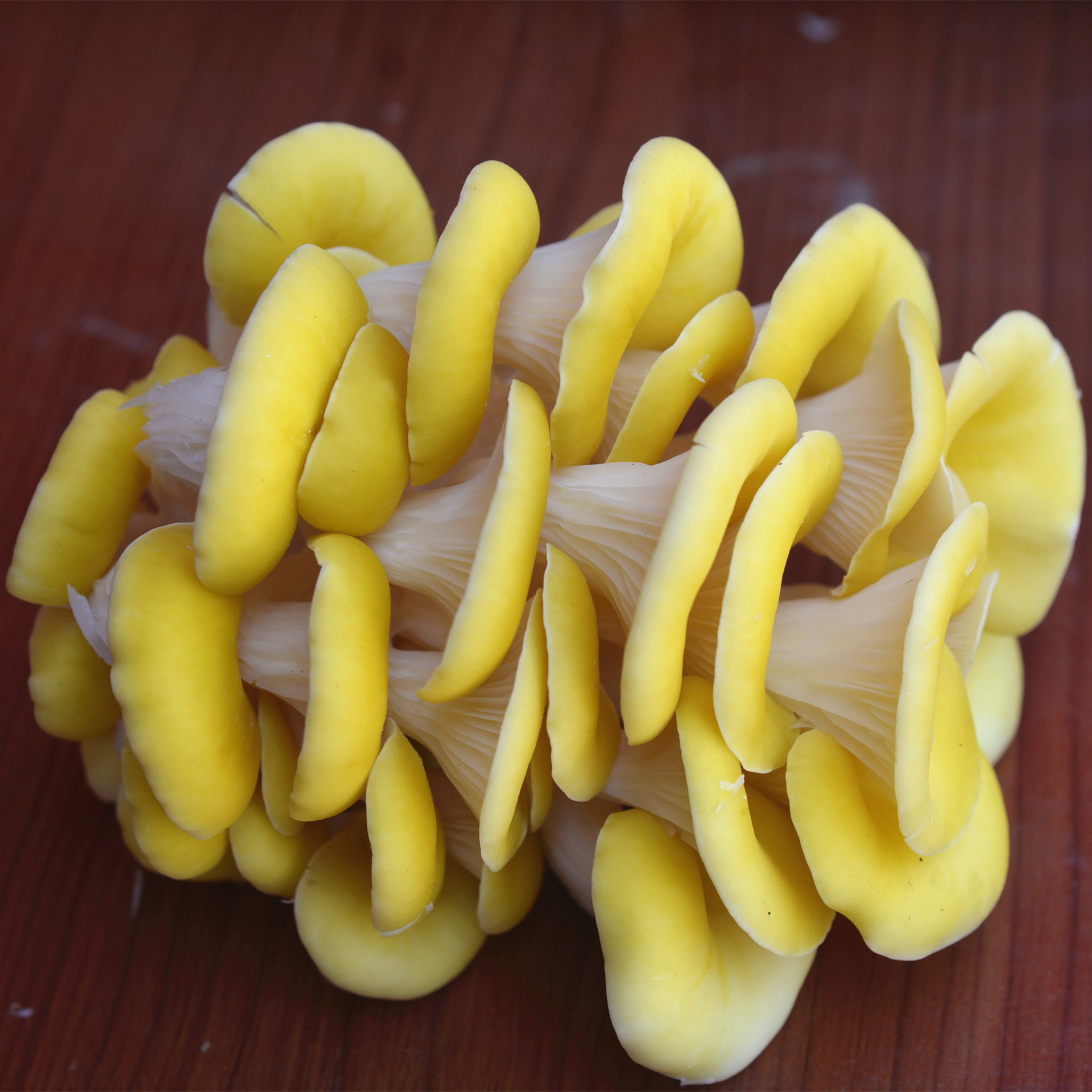 干chanterelle 蘑菇有机新鲜原料 - buy magic mushroom,golden
