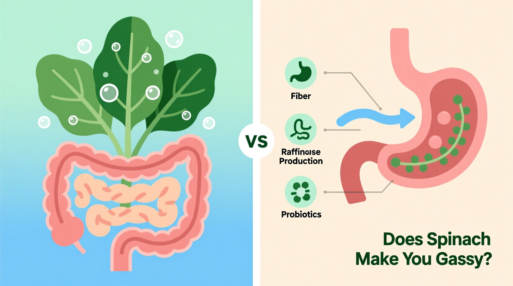 Spinach and Gas: Facts and Solutions Revealed