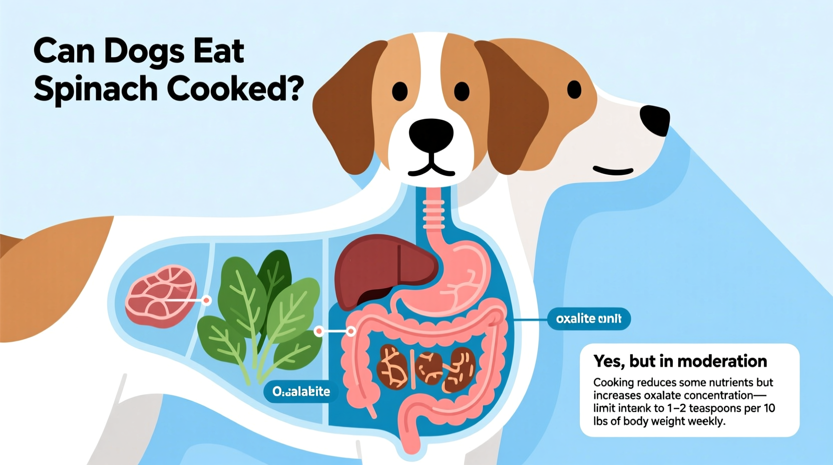 Can Dogs Eat Cooked Spinach? Vet-Approved Guidelines