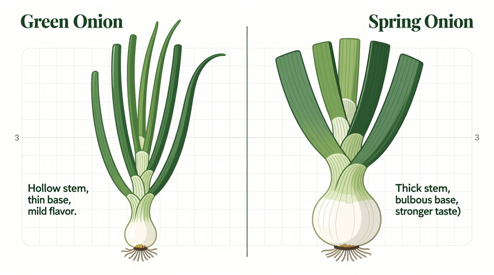 Green Onion vs Spring Onion: Same Vegetable Explained