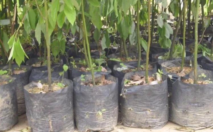 Flor de establecimiento plástica del bolso que planta buena calidad portátil