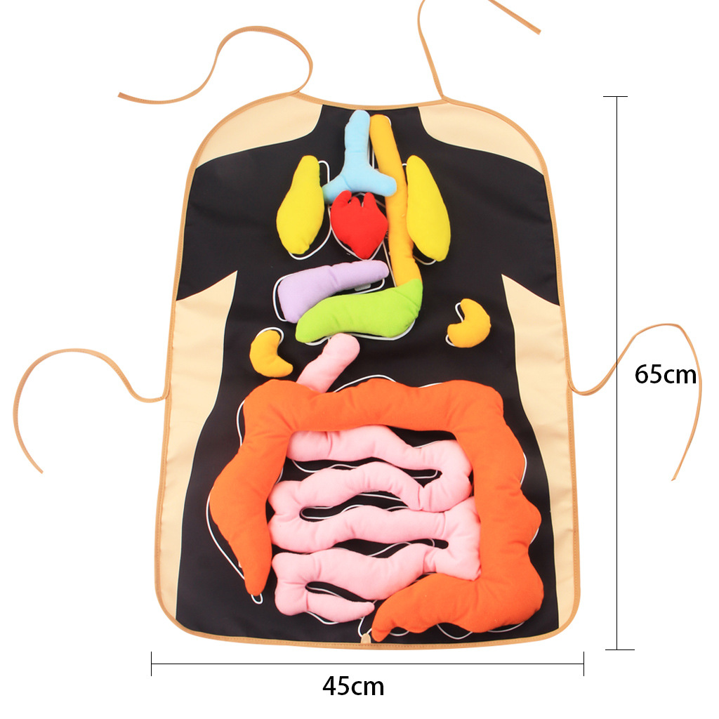 填充3d解剖器官围裙儿童玩具教育儿童儿童微型身体零件围裙适合学校