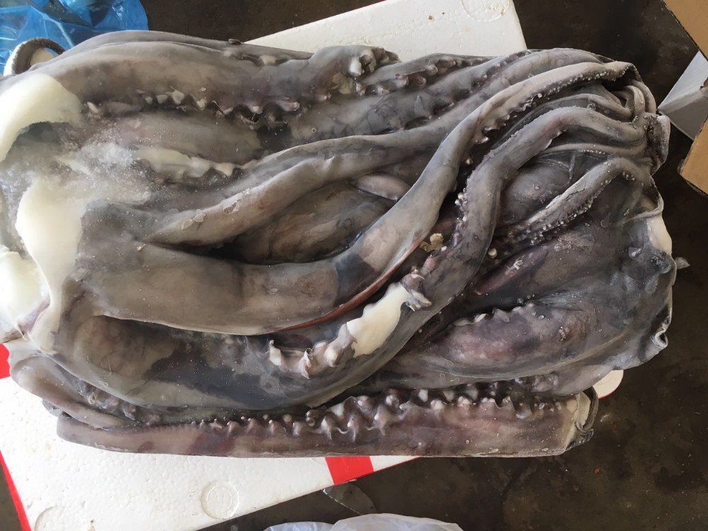 巨型鱿鱼秘鲁鱿鱼制品触角圆角脖子 - buy tentacles,squid neck