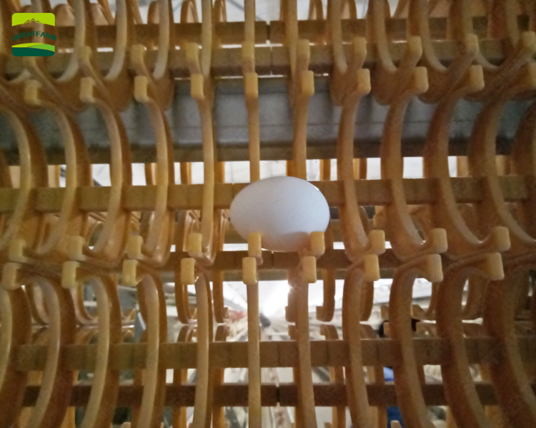 Poultry farm system egg collecting systems egg collecting system egg collecting machines