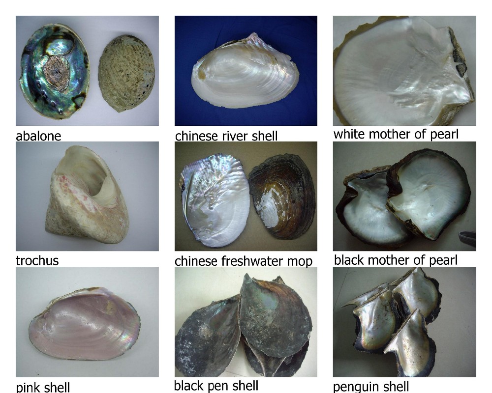 批发纯色扇贝贝壳光泽贝壳手工工艺装饰 - buy scallop shell,hand