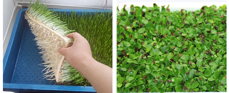 Large Green Alfalfa Growing Hydroponic Fodder System