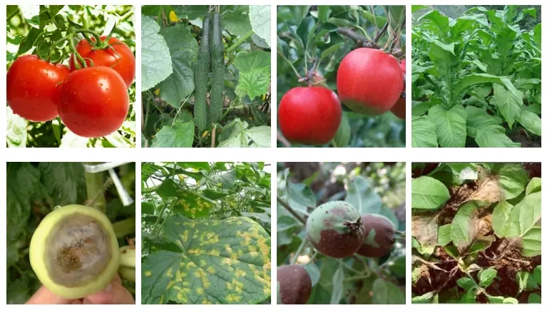 tech grade and formulation grade hexaconazole/Agrochemical Pesticide Hexaconazole 5%SC 92%Tech 10%EC