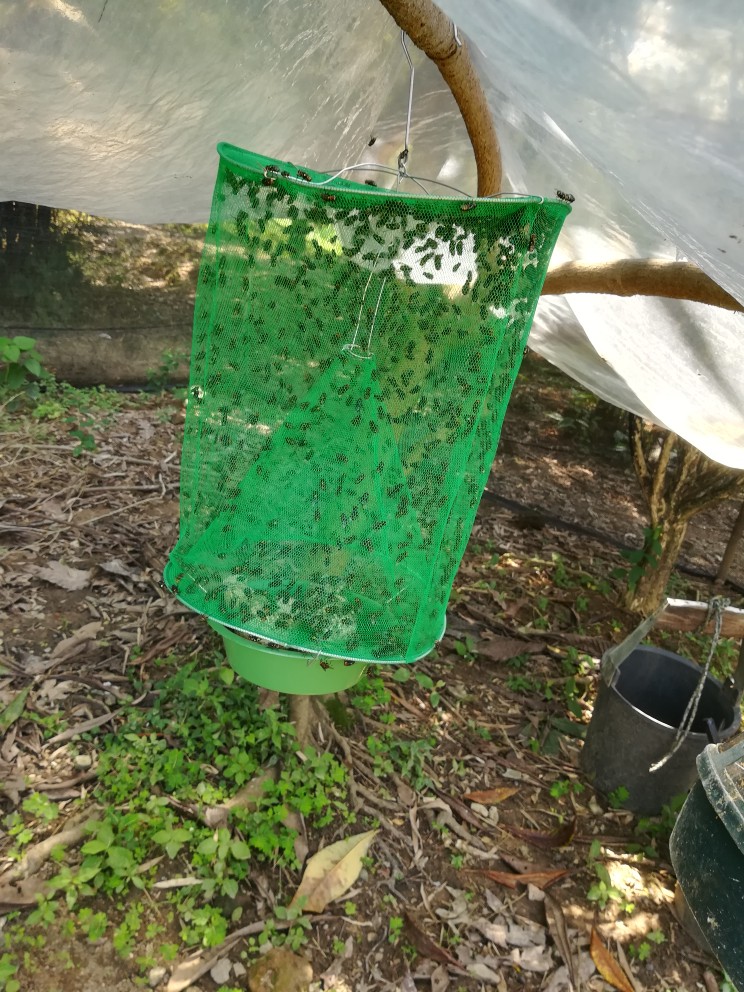 捕蝇器捕蚊器捕蚊器终极红色果蝇捕蝇器顶级捕蝇器苍蝇黄蜂昆虫杀手