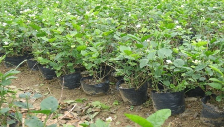Black Plastic Soft Flower Nursery Pots UV Treatment