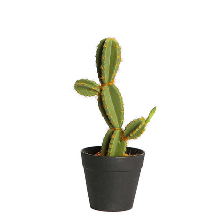 cactus decor decoration home modern style cacti plant and succlents ...