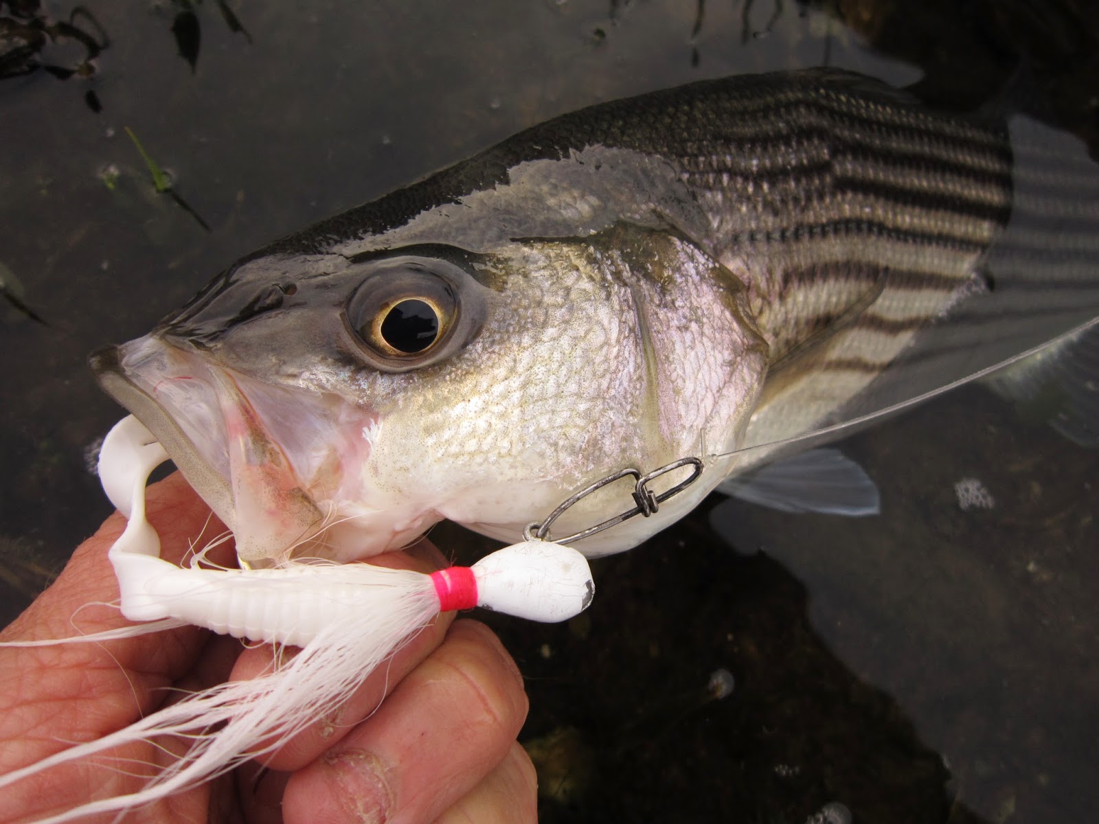 1/4 盎司,3/8 盎司,1/2 盎司,1 盎司, 2 盎司在股票盐水挑逗 jigging