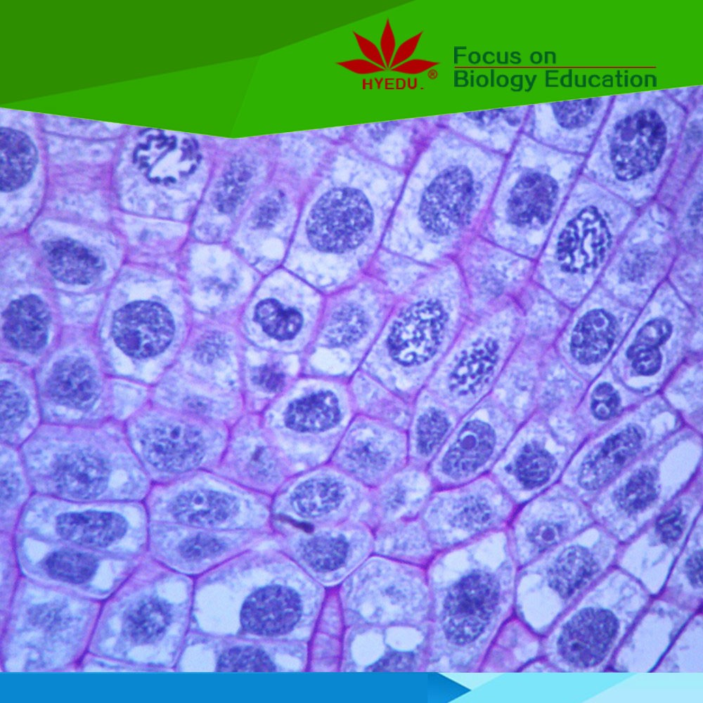 s.显微镜减数分裂幻灯片