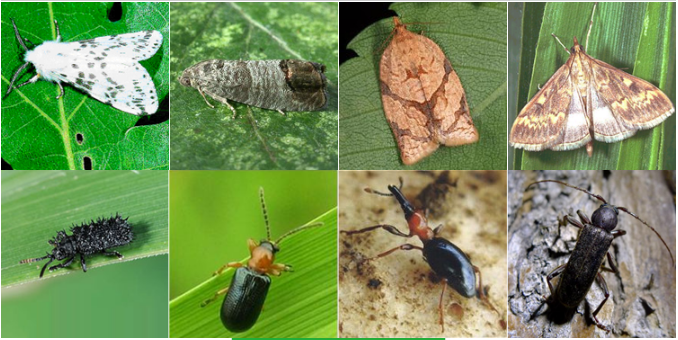 META POWER (metarhizium anisopliae)