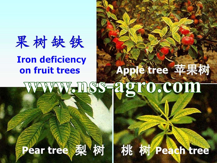 High Quality Fe EDDHA 6% Iron Chelate Fertilizer/Iron Chelate EDDHA/EDDHA Fe 6%