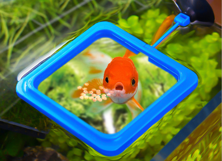 fish food stay in one place aquarium fish tank floating fish