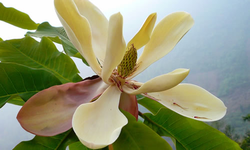 Magnolia Bark Extract Magnolol powder pure plant extracts for sale