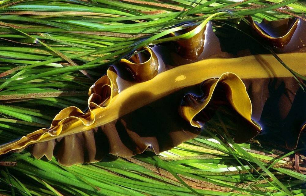 干海蔬菜,海带散装批发 - buy sea kelp,seaweed,kelp product on