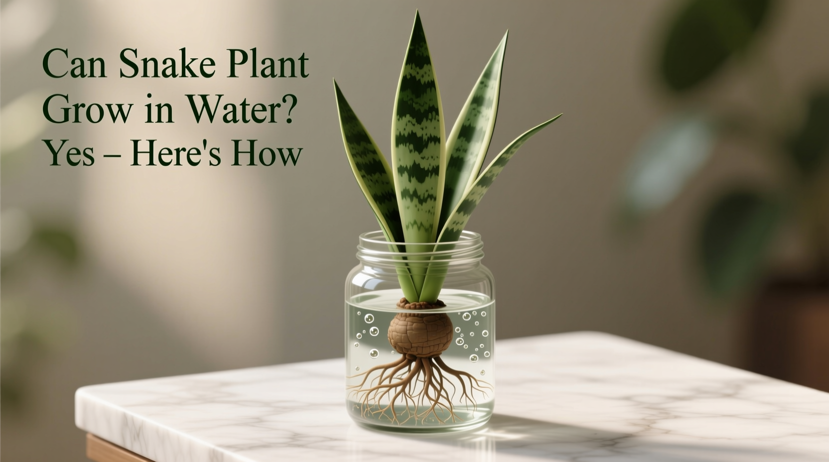Can Snake Plant Grow in Water? Yes – Here's How