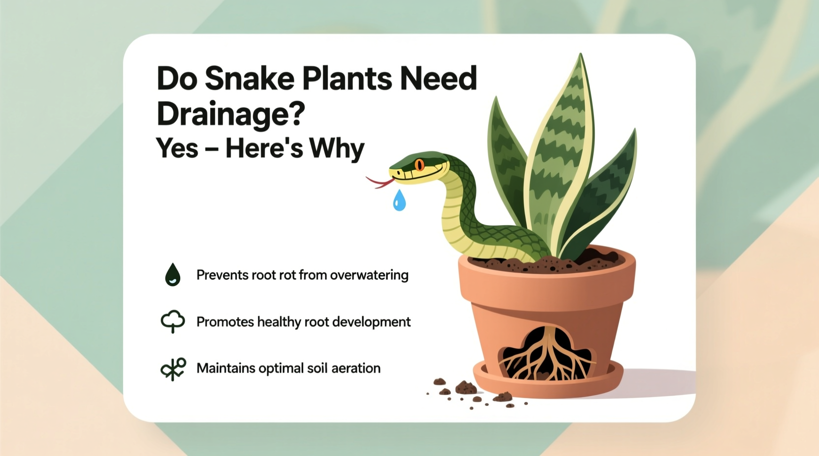 do snake plants need drainage
