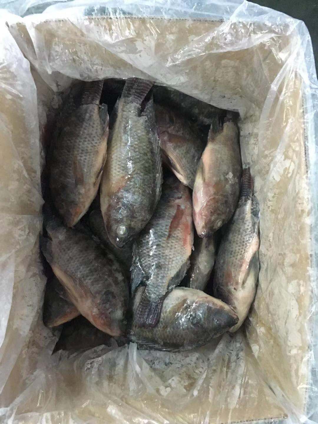 新赛季全轮冷冻黑罗非鱼