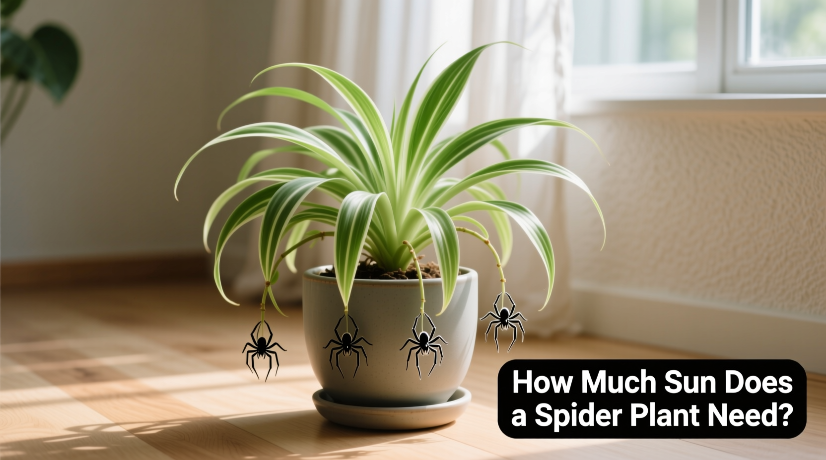 how much sun does spider plant need