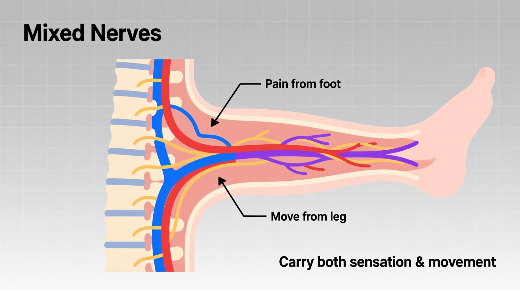why spinal nerves are mixed nerves explained simply