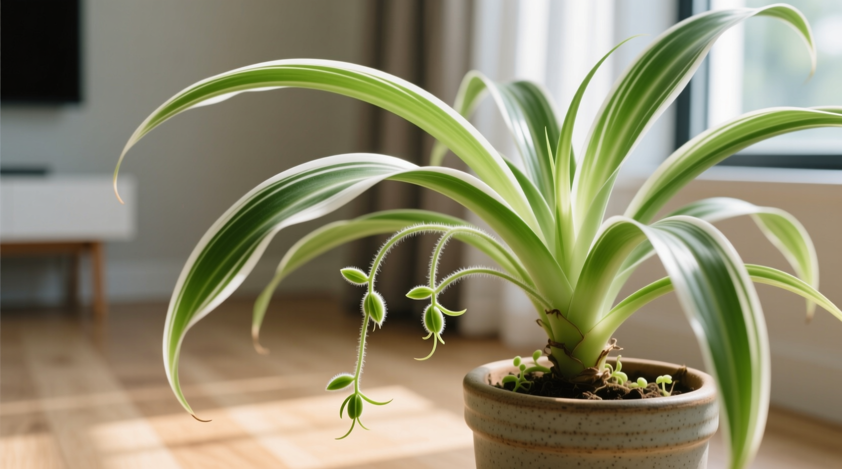 giant dracaena 3-5 FT Dracaena Marginata – Dahing Plants main image 1