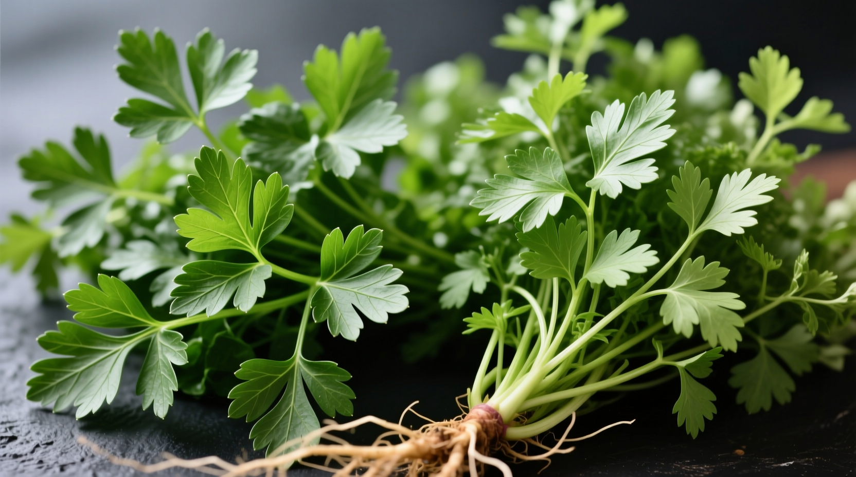 Parsley vs Cilantro: Clear Differences Explained