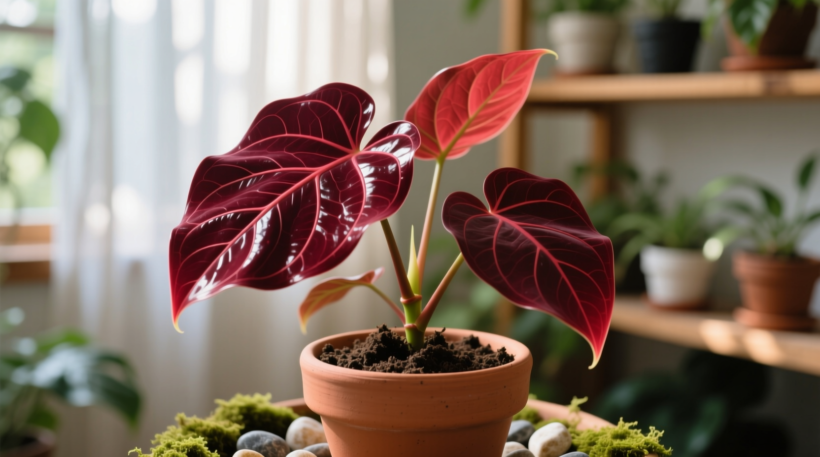dieffenbachia plant Dieffenbachia 'Compacta' – Adplants