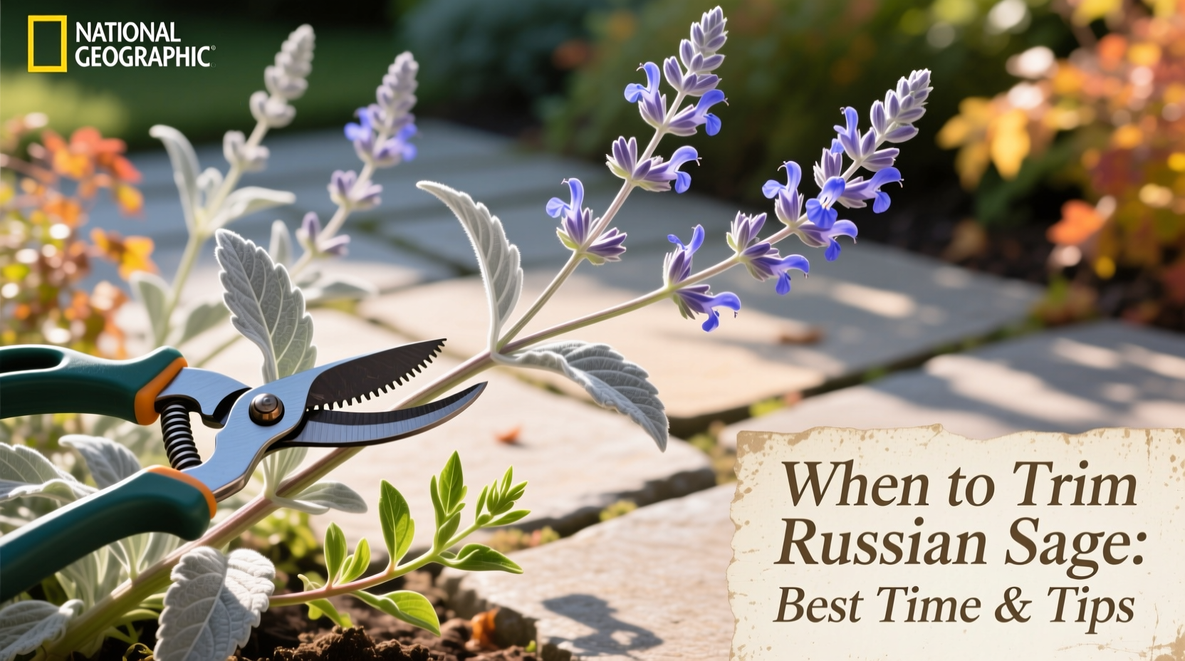 When to Trim Russian Sage: Best Time & Tips