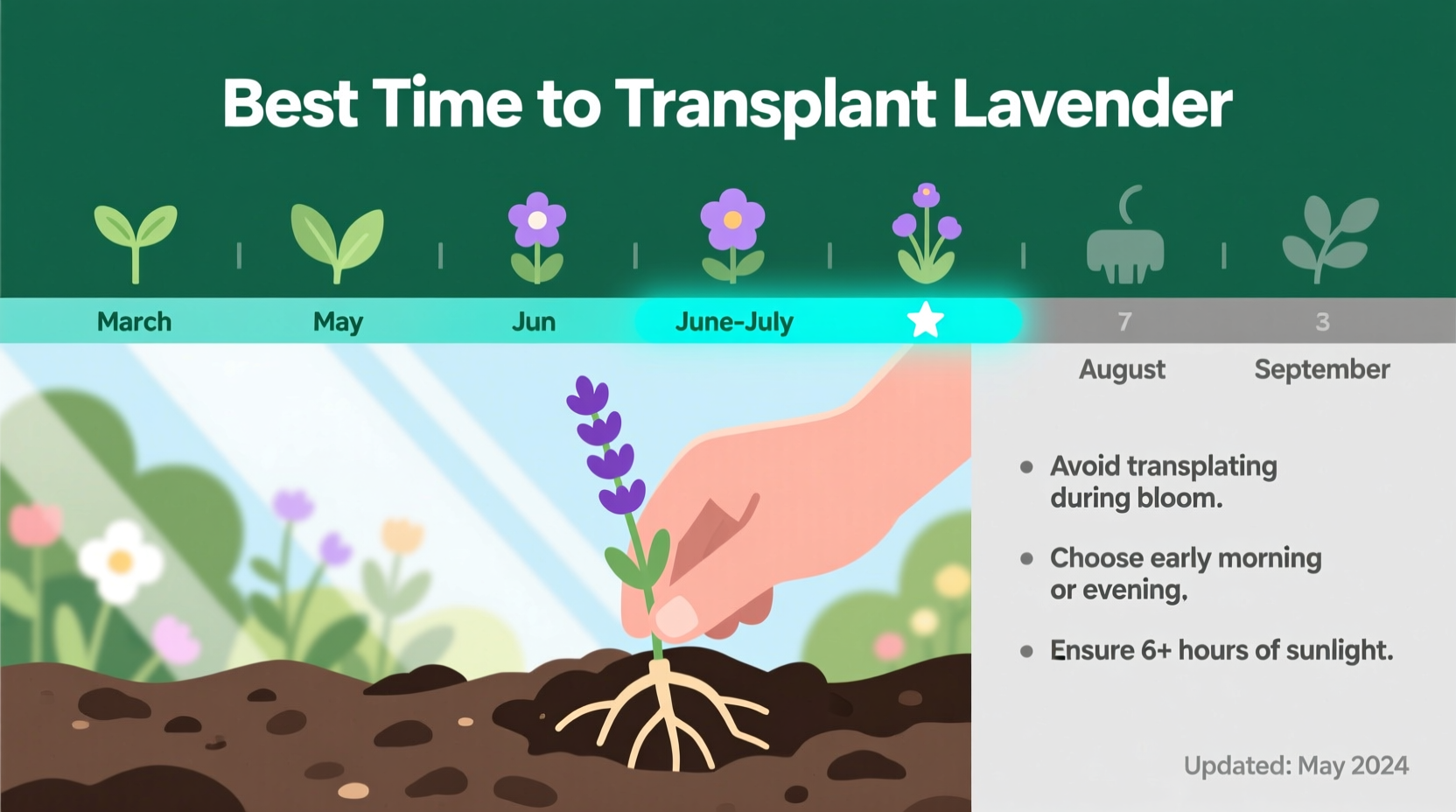 Best Time to Transplant Lavender: Expert Guide