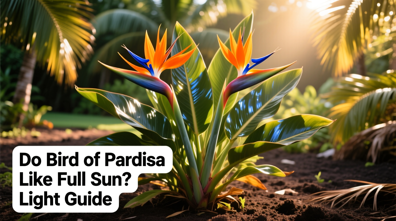 do bird of paradise like full sun