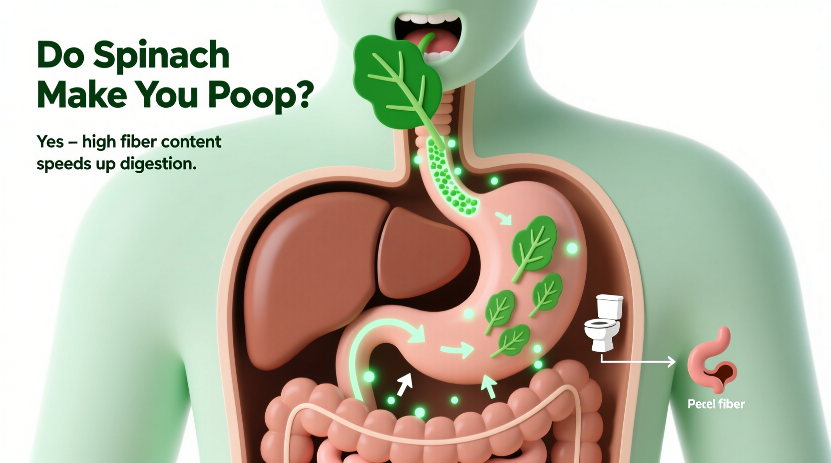 Does Spinach Make You Poop? Science-Backed Facts