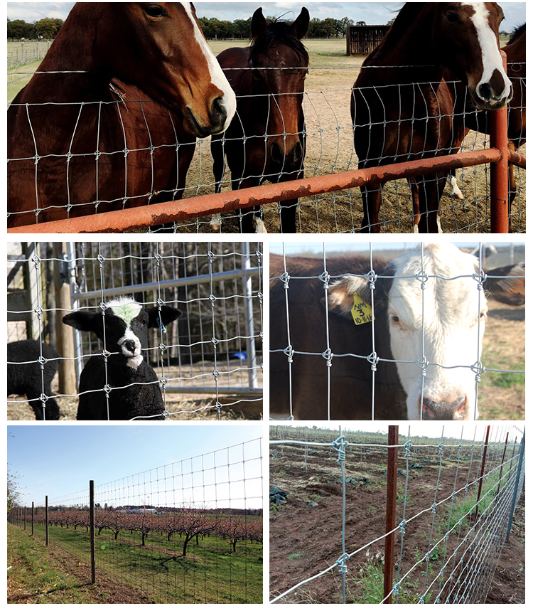 wholesale cattle/sheep/farm/field/deer wire mesh fence galvanized grassland fence