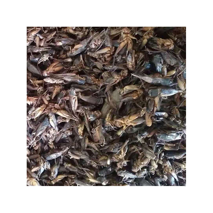 Competitive Price dried crickets for wild bird food