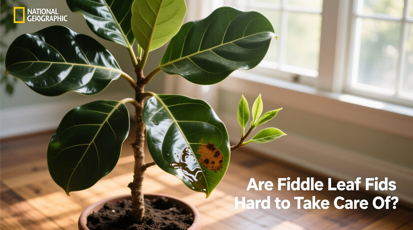 are fiddle leaf figs hard to take care of