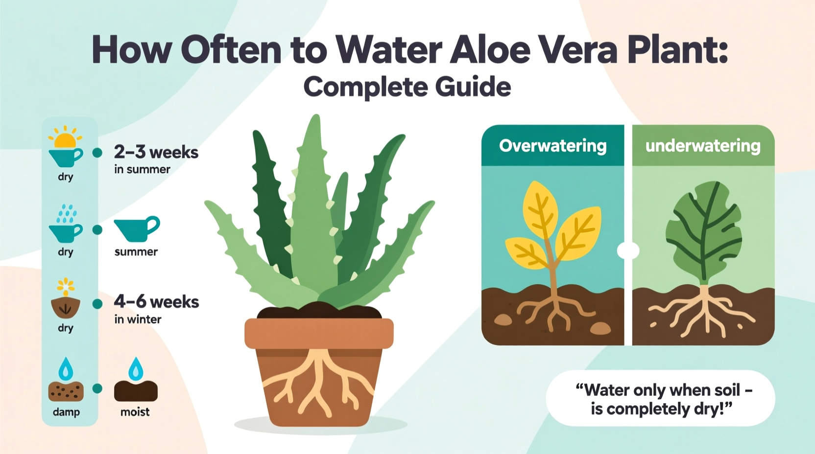 how much should you water an aloe vera plant