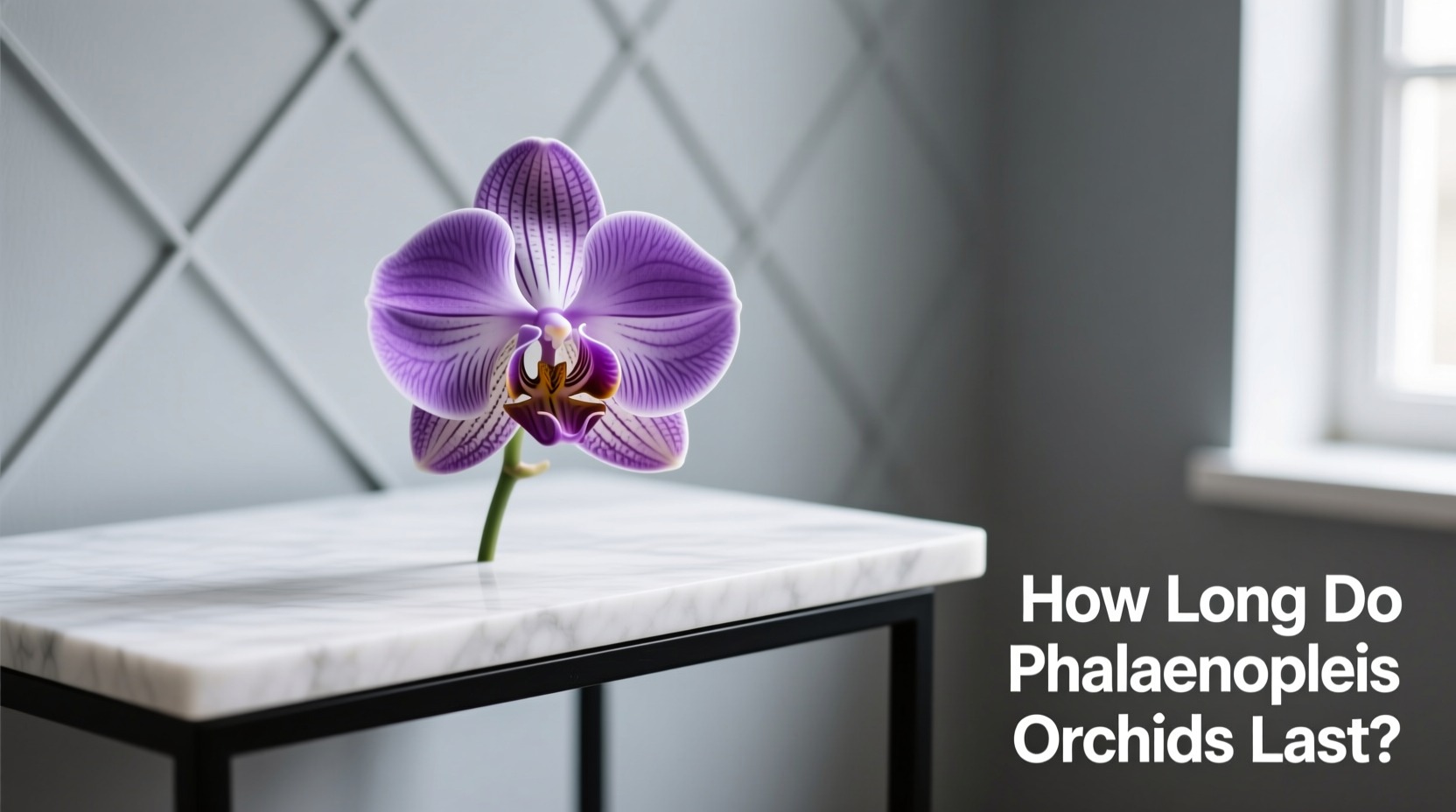 How Long Do Phalaenopsis Orchids Last?