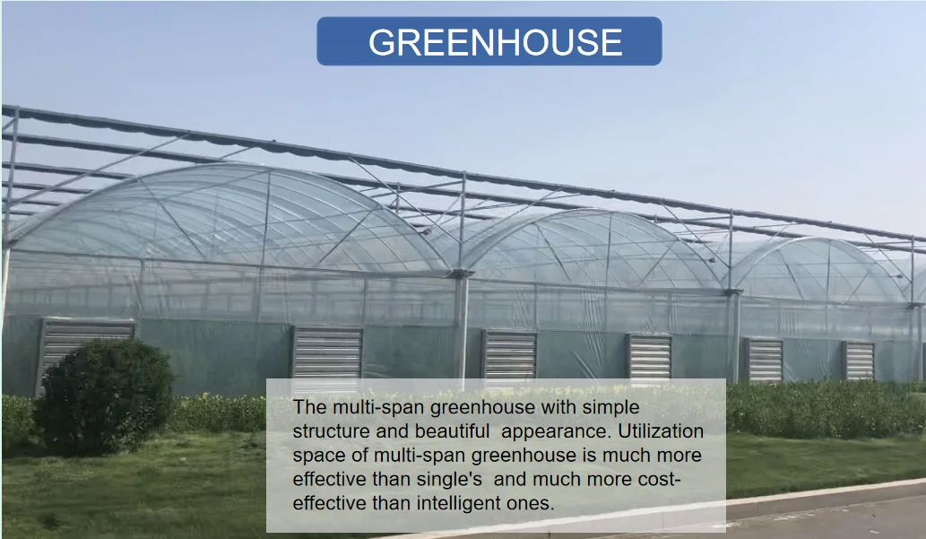 Uv Film High Quality Economic Poly Farm Machinery Nft Hydroponic System Dutch Bucket Plastic Tunnel Multispan Greenhouse