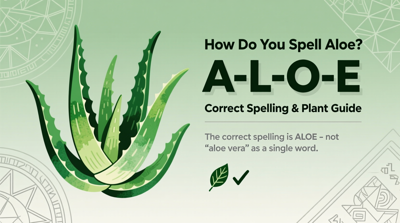 How Do You Spell Aloe? Correct Spelling & Plant Guide