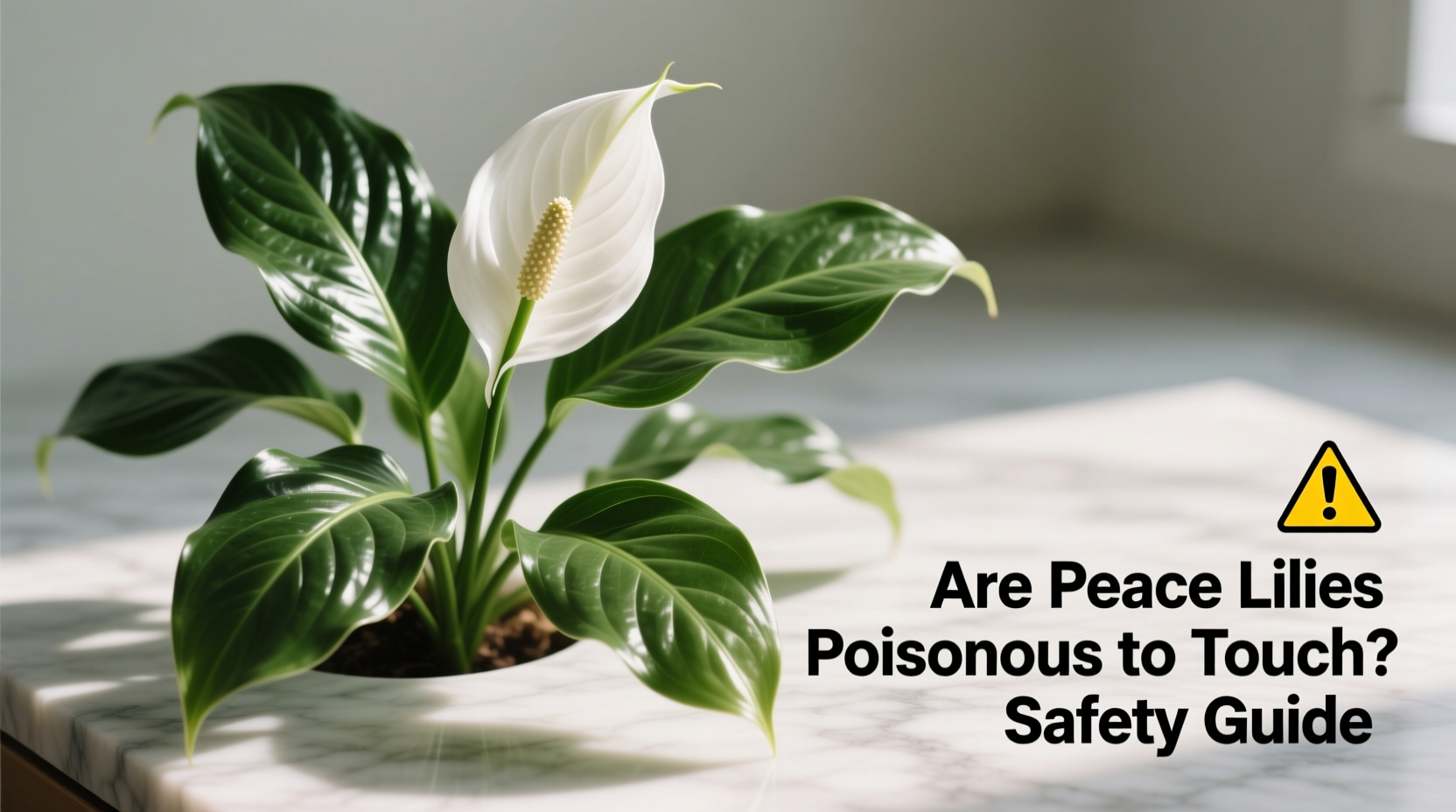 Are Peace Lilies Poisonous to Touch? Safety Guide