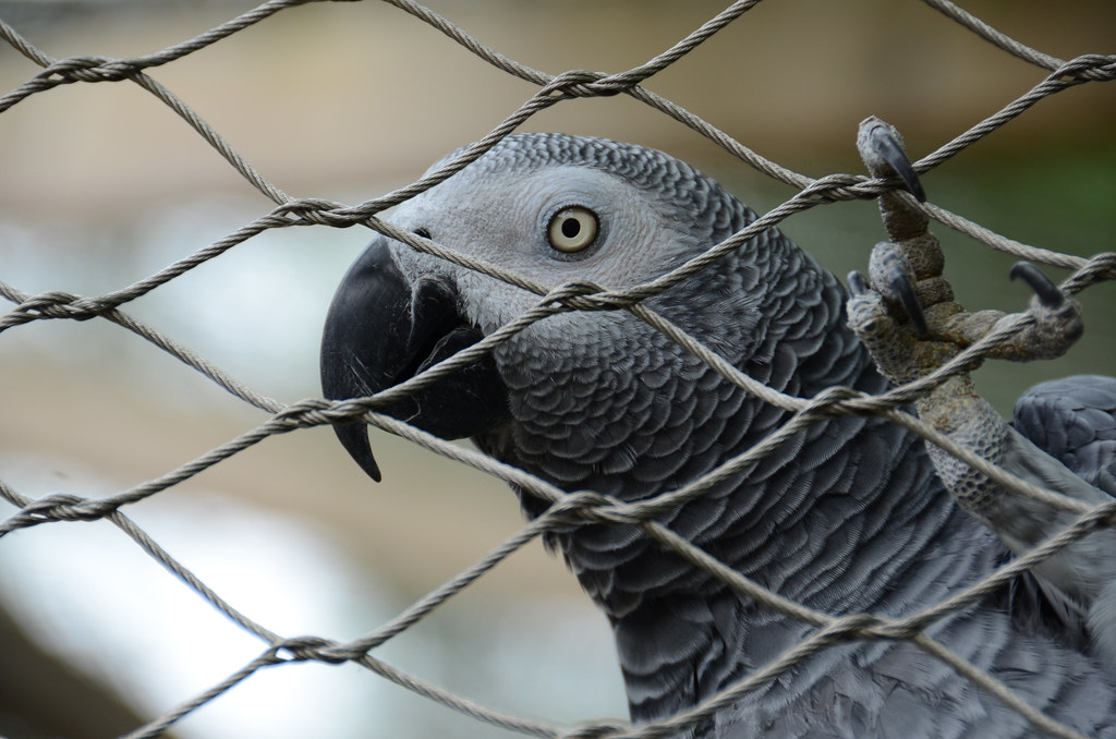 Flexible Knotted 7 X 19 Zoo Wire Mesh Fencing Animal Enclosure