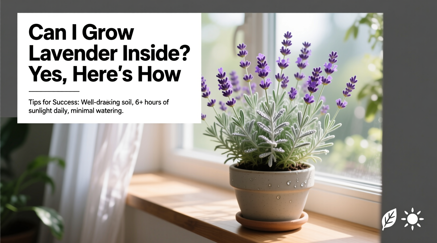 can i grow lavender inside