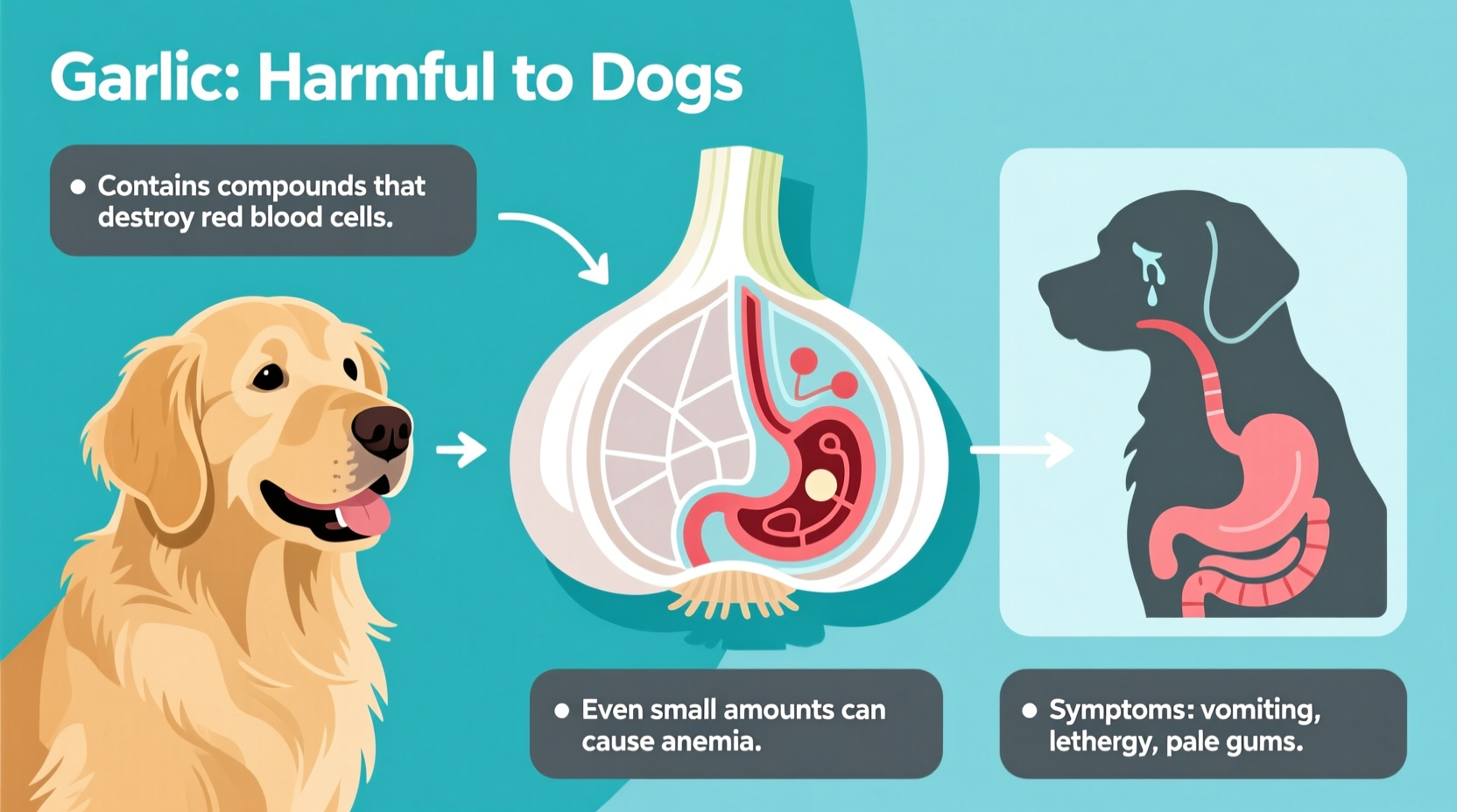 Garlic Is Toxic to Dogs: Vet-Verified Safety Facts