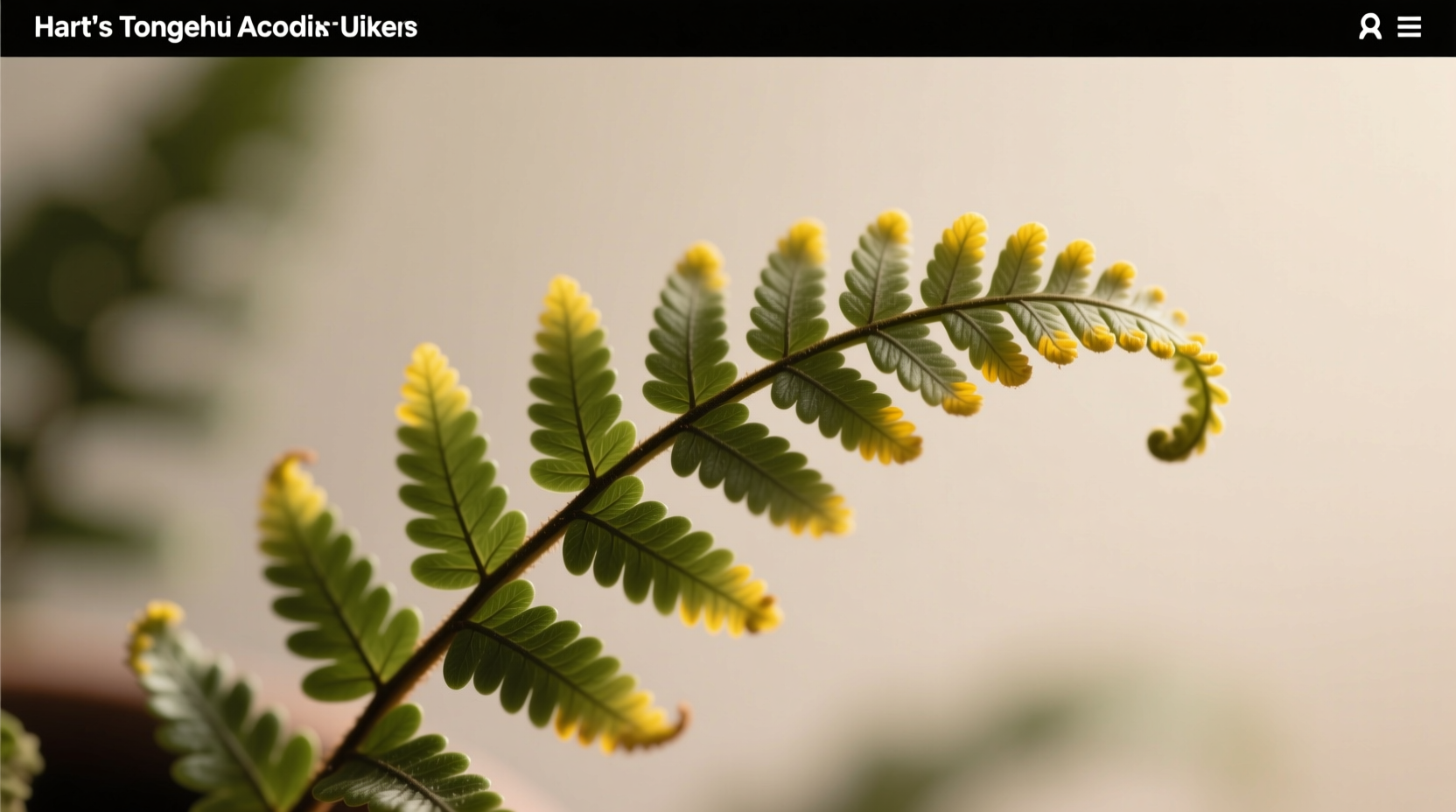 Close-up of Hart's Tongue Fern showing yellowing leaf tips due to low humidity