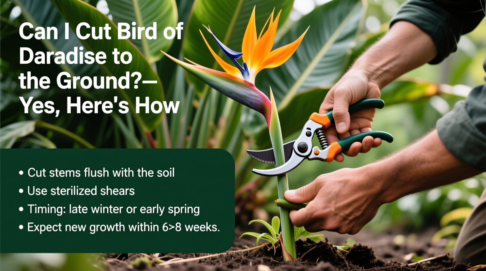 Can I Cut Bird of Paradise to the Ground? Yes, Here's How