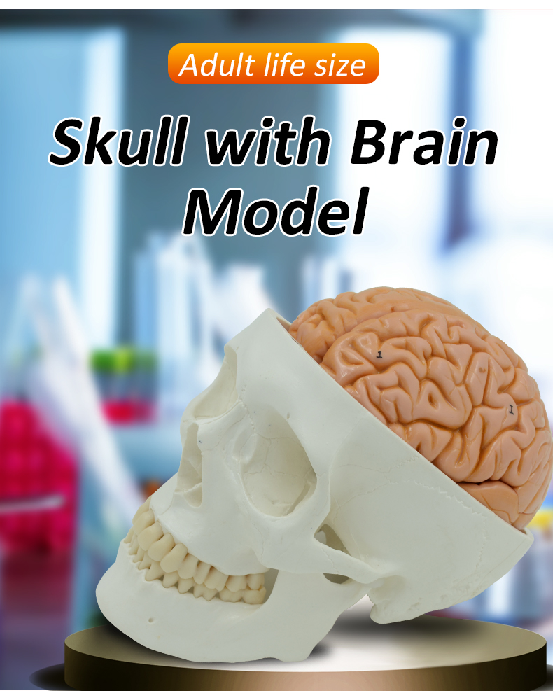 Life Size Human Skull Model with 8 Parts Brain Anatomical Model