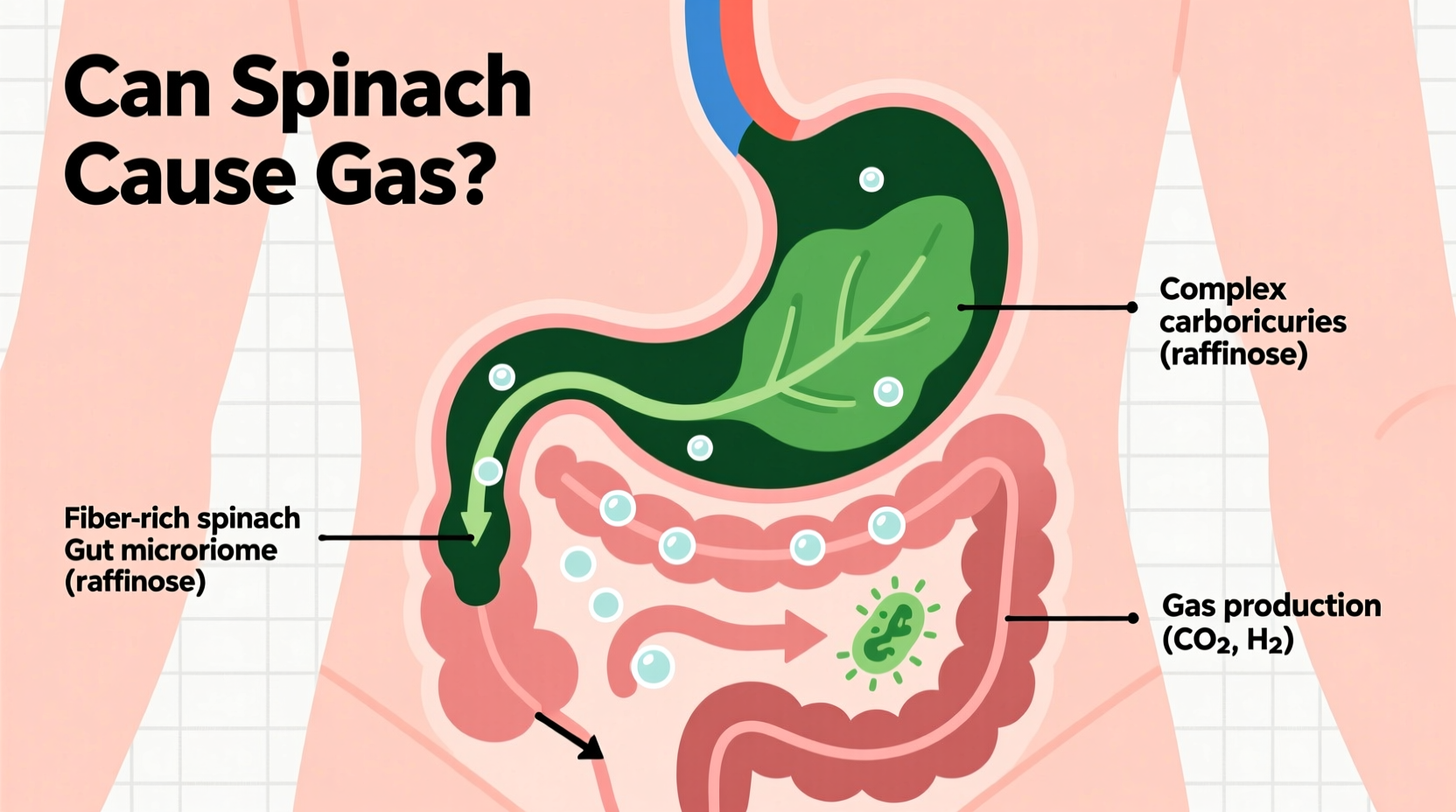 Can Spinach Cause Gas? Science-Backed Digestion Guide